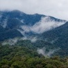 Borneo - Mt Kinabalu o0732